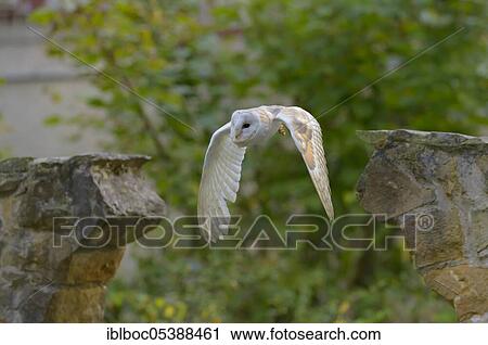 Common barn owl (Tyto alba), Germany, Europe View Large Photo Image Stock Image - Common barn owl (Tyto alba), Germany, Europe. Fotosearch