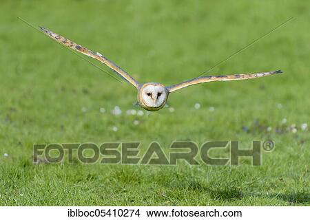 Common barn owl (Tyto alba) Lower Saxony, Germany, Europe View Large Photo Image Picture - Common barn owl (Tyto alba) Lower Saxony, Germany, Europe. Fotosearch