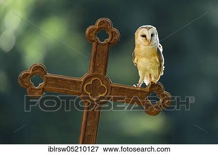 Stock Photo - Common barn owl (Tyto alba) Lower Saxony, Germany, Europe. Fotosearch