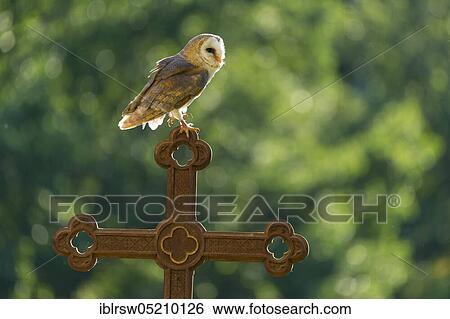Common barn owl (Tyto alba) Lower Saxony, Germany, Europe View Large Photo Image Stock Photograph - Common barn owl (Tyto alba) Lower Saxony, Germany, Europe. Fotosearch