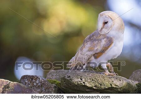 Stock Photography - Common barn owl (Tyto alba) Lower Saxony, Germany, Europe. Fotosearch