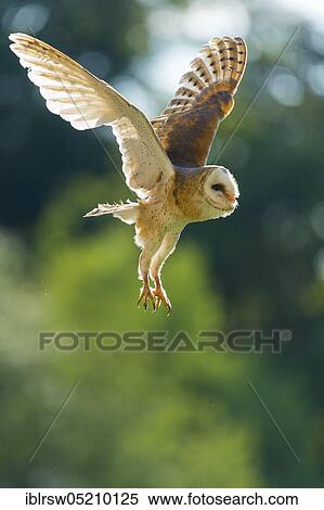 Common barn owl (Tyto alba) Lower Saxony, Germany, Europe View Large Photo Image Stock Photography - Common barn owl (Tyto alba) Lower Saxony, Germany, Europe. Fotosearch