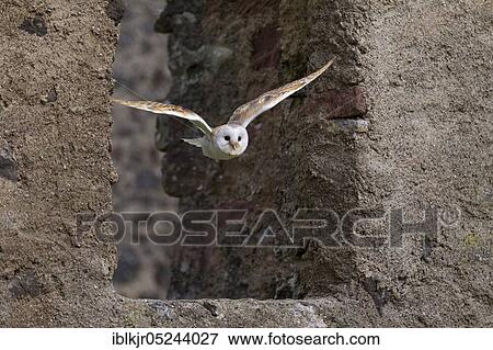 Stock Photo - Common barn owl (Tyto alba), Rhineland-Palatinate, Germany, Europe. Fotosearch