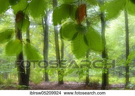 Common beech (Fagus sylvatica) Oldenburger Münsterland, Lower Saxony, Germany, Europe View Large Photo Image Picture - Common beech (Fagus sylvatica) Oldenburger Münsterland, Lower Saxony, Germany, Europe. Fotosearch