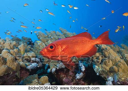 Common Bigeye (Priacanthus hamrur), St. Johns, Red Sea, Egypt, Africa View Large Photo Image Stock Photo - Common Bigeye (Priacanthus hamrur), St. Johns, Red Sea, Egypt, Africa. Fotosearch