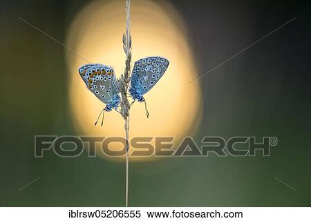 Common blue butterfly (Polyommatus icarus) Lower Saxony, Germany, Europe View Large Photo Image Stock Photography - Common blue butterfly (Polyommatus icarus) Lower Saxony, Germany, Europe. Fotosearch