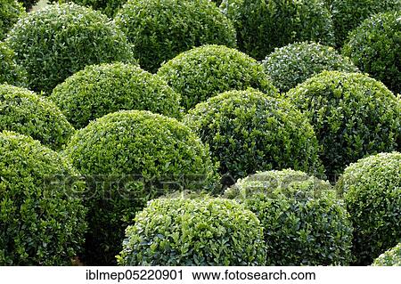 Common box (Buxus sempervirens), spherical View Large Photo Image Stock Image - Common box (Buxus sempervirens), spherical. Fotosearch