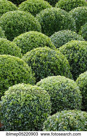 Common box (Buxus sempervirens), spherical View Large Photo Image Stock Image - Common box (Buxus sempervirens), spherical. Fotosearch