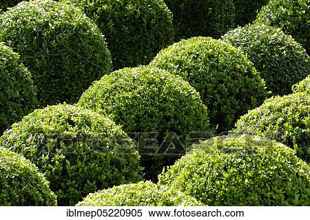 Stock Photography - Common box (Buxus sempervirens), spherical. Fotosearch
