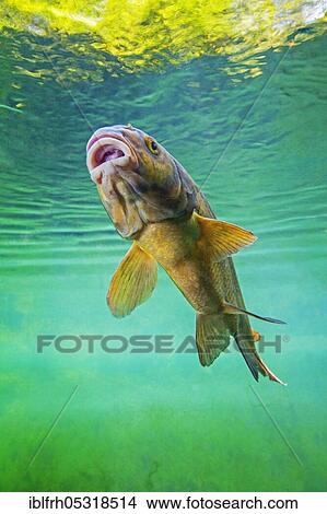 Common bream (Abramis brama), Baden-Württemberg, Germany, Europe View Large Photo Image Picture - Common bream (Abramis brama), Baden-Württemberg, Germany, Europe. Fotosearch