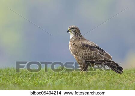 Common Buzzard (Buteo buteo), Mecklenburg-Western Pomerania, Germany, Europe View Large Photo Image Picture - Common Buzzard (Buteo buteo), Mecklenburg-Western Pomerania, Germany, Europe. Fotosearch