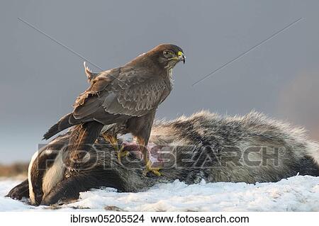 Common Buzzard (Buteo buteo), Mecklenburg-Western Pomerania, Germany, Europe View Large Photo Image Picture - Common Buzzard (Buteo buteo), Mecklenburg-Western Pomerania, Germany, Europe. Fotosearch