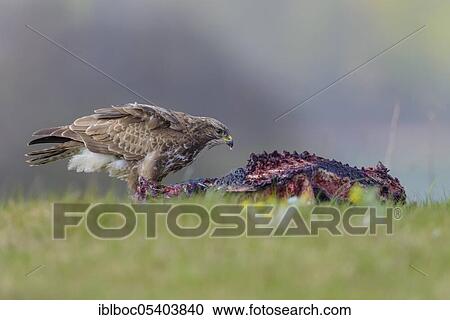 Stock Image - Common Buzzard (Buteo buteo), Mecklenburg-Western Pomerania, Germany, Europe. Fotosearch