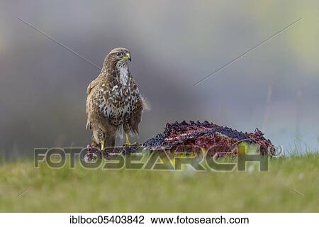 Common Buzzard (Buteo buteo), Mecklenburg-Western Pomerania, Germany, Europe View Large Photo Image Stock Image - Common Buzzard (Buteo buteo), Mecklenburg-Western Pomerania, Germany, Europe. Fotosearch