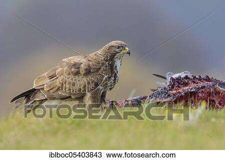 Stock Image - Common Buzzard (Buteo buteo), Mecklenburg-Western Pomerania, Germany, Europe. Fotosearch