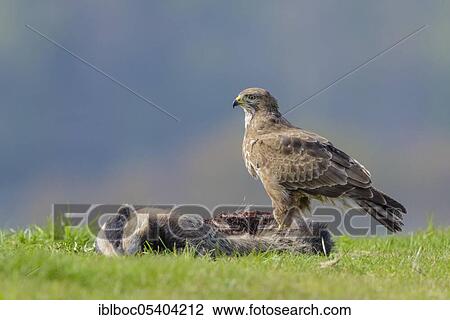Common Buzzard (Buteo buteo), Mecklenburg-Western Pomerania, Germany, Europe View Large Photo Image Stock Image - Common Buzzard (Buteo buteo), Mecklenburg-Western Pomerania, Germany, Europe. Fotosearch