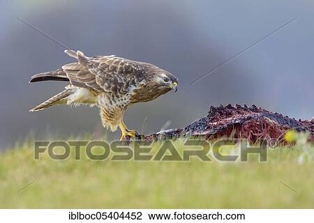 Common Buzzard (Buteo buteo), Mecklenburg-Western Pomerania, Germany, Europe View Large Photo Image Stock Image - Common Buzzard (Buteo buteo), Mecklenburg-Western Pomerania, Germany, Europe. Fotosearch
