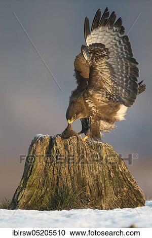 Common Buzzard (Buteo buteo), Mecklenburg-Western Pomerania, Germany, Europe View Large Photo Image Stock Image - Common Buzzard (Buteo buteo), Mecklenburg-Western Pomerania, Germany, Europe. Fotosearch