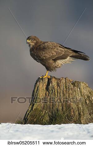 Common Buzzard (Buteo buteo), Mecklenburg-Western Pomerania, Germany, Europe View Large Photo Image Stock Image - Common Buzzard (Buteo buteo), Mecklenburg-Western Pomerania, Germany, Europe. Fotosearch