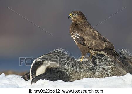 Common Buzzard (Buteo buteo), Mecklenburg-Western Pomerania, Germany, Europe View Large Photo Image Stock Image - Common Buzzard (Buteo buteo), Mecklenburg-Western Pomerania, Germany, Europe. Fotosearch