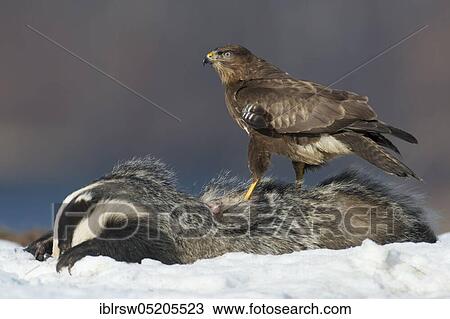 Common Buzzard (Buteo buteo), Mecklenburg-Western Pomerania, Germany, Europe View Large Photo Image Stock Image - Common Buzzard (Buteo buteo), Mecklenburg-Western Pomerania, Germany, Europe. Fotosearch
