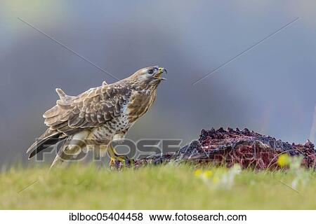 Common Buzzard (Buteo buteo), Mecklenburg-Western Pomerania, Germany, Europe View Large Photo Image Stock Photo - Common Buzzard (Buteo buteo), Mecklenburg-Western Pomerania, Germany, Europe. Fotosearch