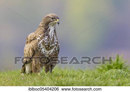 Stock Photograph - Common Buzzard (Buteo buteo), Mecklenburg-Western Pomerania, Germany, Europe. Fotosearch
