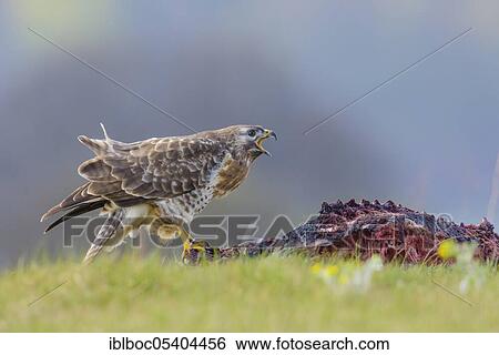 Common Buzzard (Buteo buteo), Mecklenburg-Western Pomerania, Germany, Europe View Large Photo Image Stock Photograph - Common Buzzard (Buteo buteo), Mecklenburg-Western Pomerania, Germany, Europe. Fotosearch
