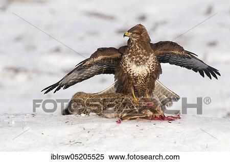 Common Buzzard (Buteo buteo), Mecklenburg-Western Pomerania, Germany, Europe View Large Photo Image Stock Photography - Common Buzzard (Buteo buteo), Mecklenburg-Western Pomerania, Germany, Europe. Fotosearch