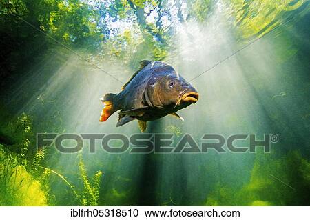 Common carp (Cyprinus carpio), Baden-Württemberg, Germany, Europe View Large Photo Image Stock Image - Common carp (Cyprinus carpio), Baden-Württemberg, Germany, Europe. Fotosearch