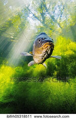 Common carp (Cyprinus carpio), Baden-Württemberg, Germany, Europe View Large Photo Image Stock Image - Common carp (Cyprinus carpio), Baden-Württemberg, Germany, Europe. Fotosearch