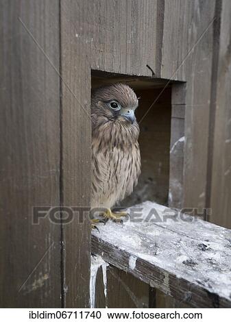 Stock Image - Common Common Kestrel (Falco tinnunculus) young bird looking out of pigeon loft, North Rein-Westphalia, Germany, Europe. Fotosearch