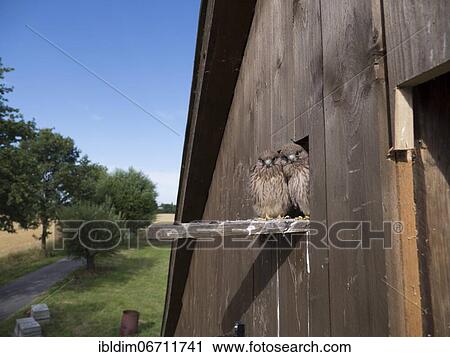 Common Common Kestrel (Falco tinnunculus) young birds looking out of pigeon loft, North Rein-Westphalia, Germany, Europe View Large Photo Image Stock Image - Common Common Kestrel (Falco tinnunculus) young birds looking out of pigeon loft, North Rein-Westphalia, Germany, Europe. Fotosearch