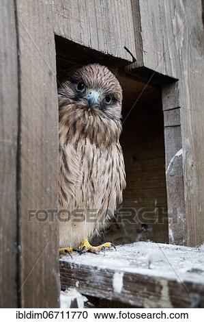 Common Common Kestrel (Falco tinnunculus) young bird looking out of pigeon loft, North Rein-Westphalia, Germany, Europe View Large Photo Image Stock Image - Common Common Kestrel (Falco tinnunculus) young bird looking out of pigeon loft, North Rein-Westphalia, Germany, Europe. Fotosearch