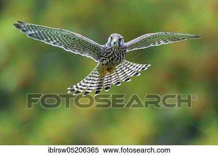 Stock Photography - Common Common Kestrel (Falco tinnunculus) Lower Saxony, Germany, Europe. Fotosearch