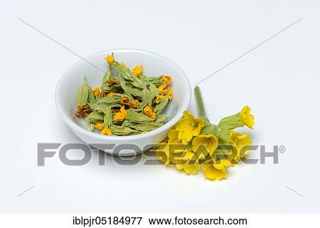 Common cowslip ( Primula veris), fresh and dried flowers View Large Photo Image Stock Photo - Common cowslip ( Primula veris), fresh and dried flowers. Fotosearch