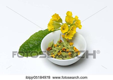 Common cowslip ( Primula veris), fresh and dried flowers View Large Photo Image Stock Photo - Common cowslip ( Primula veris), fresh and dried flowers. Fotosearch
