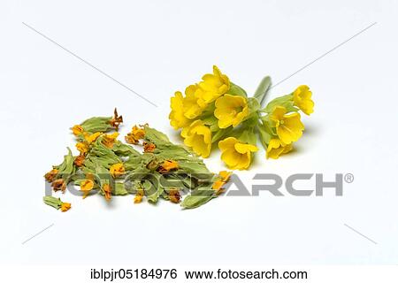 Common cowslip ( Primula veris), fresh and dried flowers View Large Photo Image Stock Photograph - Common cowslip ( Primula veris), fresh and dried flowers. Fotosearch