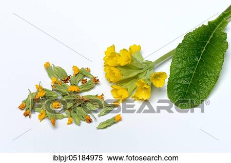 Common cowslip ( Primula veris), fresh and dried flowers View Large Photo Image Stock Photography - Common cowslip ( Primula veris), fresh and dried flowers. Fotosearch