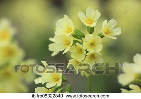 Common cowslip ( Primula veris) Switzerland View Large Photo Image Stock Image - Common cowslip ( Primula veris) Switzerland. Fotosearch
