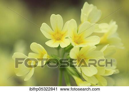 Common cowslip ( Primula veris) Switzerland View Large Photo Image Stock Image - Common cowslip ( Primula veris) Switzerland. Fotosearch