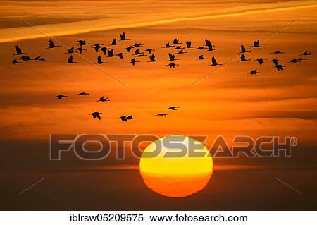 Stock Photography - Common cranes (Grus grus), Diepholzer Moorniederung, Lower Saxony, Germany, Europe. Fotosearch