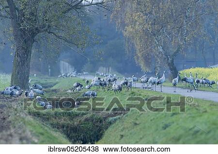 Stock Photo - Common cranes (Grus grus), sleeping place, Lower Saxony, Germany, Europe. Fotosearch