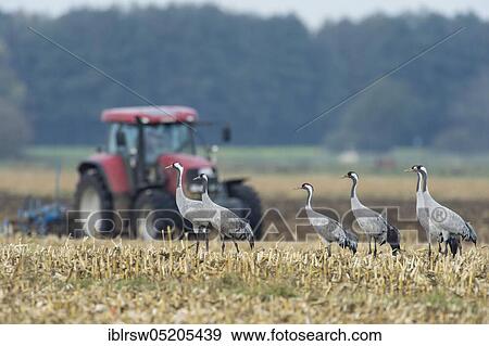 Common cranes (Grus grus), sleeping place, Lower Saxony, Germany, Europe View Large Photo Image Stock Photo - Common cranes (Grus grus), sleeping place, Lower Saxony, Germany, Europe. Fotosearch