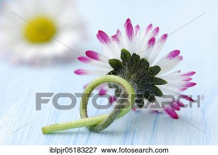 Common daisy (Bellis perennis), Knots View Large Photo Image Stock Photo - Common daisy (Bellis perennis), Knots. Fotosearch
