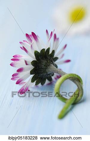 Common daisy (Bellis perennis), Knots View Large Photo Image Stock Photo - Common daisy (Bellis perennis), Knots. Fotosearch