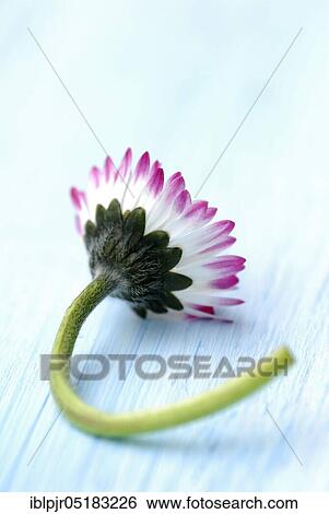 Common Daisy (Bellis perennis) View Large Photo Image Stock Photograph - Common Daisy (Bellis perennis). Fotosearch