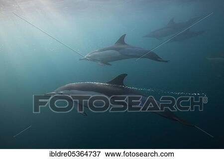 Stock Photo - Common Dolphin (Delphinus capensis), Indian Ocean, Wild Coast, South Africa, Africa. Fotosearch