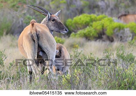Stock Photography - Common eland antelope (Taurotragus oryx) suckling young, De Hoop National Park, Western Cape, South Africa, Africa. Fotosearch