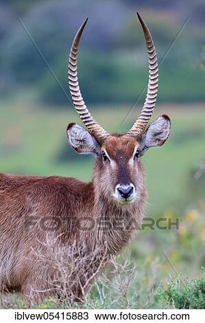 Common Ellipsen waterbuck (Kobus ellipsiprymnus), male, Kariega Game Reserve, Western Cape, South Africa, Africa View Large Photo Image Stock Image - Common Ellipsen waterbuck (Kobus ellipsiprymnus), male, Kariega Game Reserve, Western Cape, South Africa, Africa. Fotosearch